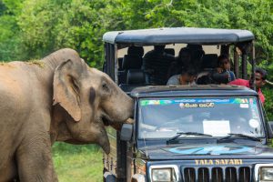 Holidaymakers had a close call when a curious elephant poked its head into their safari jeep to look for food and nearly tipped the vehicle over.