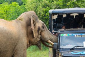 Holidaymakers had a close call when a curious elephant poked its head into their safari jeep to look for food and nearly tipped the vehicle over.