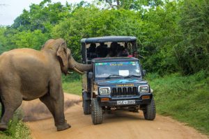 Holidaymakers had a close call when a curious elephant poked its head into their safari jeep to look for food and nearly tipped the vehicle over.