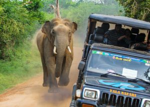 Holidaymakers had a close call when a curious elephant poked its head into their safari jeep to look for food and nearly tipped the vehicle over.