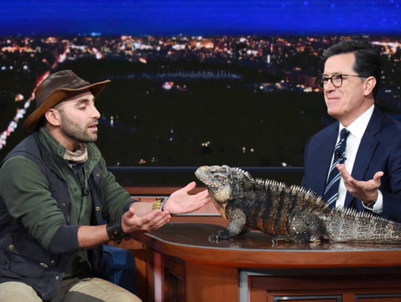 Stephen Colbert Is Not Thrilled When a Massive Iguana Pees All Over His 'Late Show' Desk